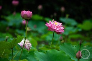 何方神圣！麦克布莱德首节替补四分钟连中4记三分